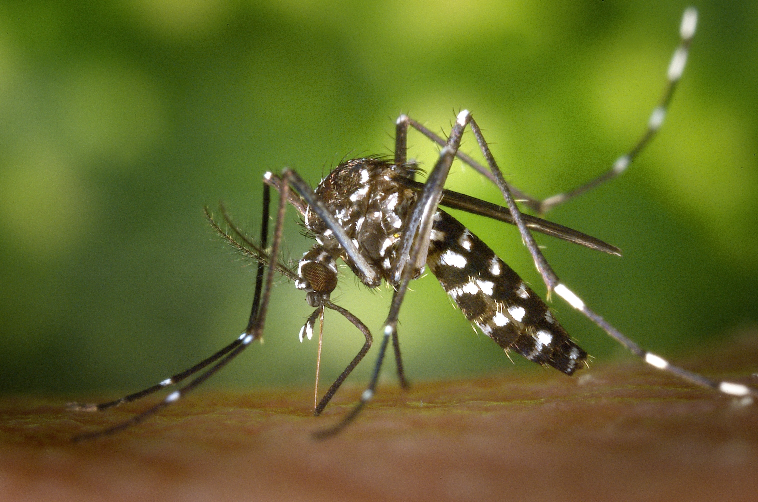 O mosquito da dengue Aedes aegypti